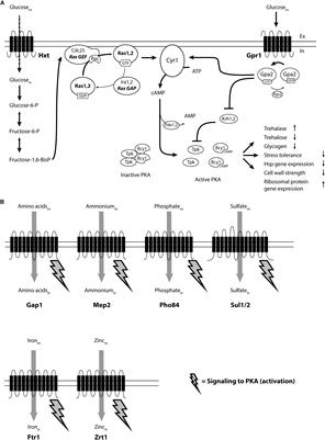 Multiple Transceptors for Macro- and Micro-Nutrients Control Diverse Cellular Properties Through the PKA Pathway in Yeast: A Paradigm for the Rapidly Expanding World of Eukaryotic Nutrient Transceptors Up to Those in Human Cells